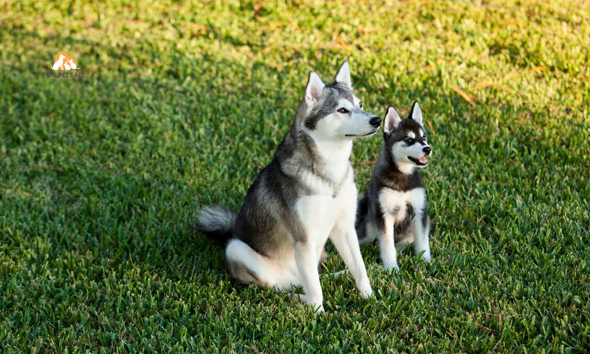 10 Dogs That Resemble Huskies - (Smaller, Bigger, & That Don't Shed) 9 Alaskan Klee Kai